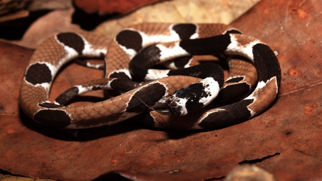 Cobra que vocaliza é descoberta na Amazônia - Foto: INPA