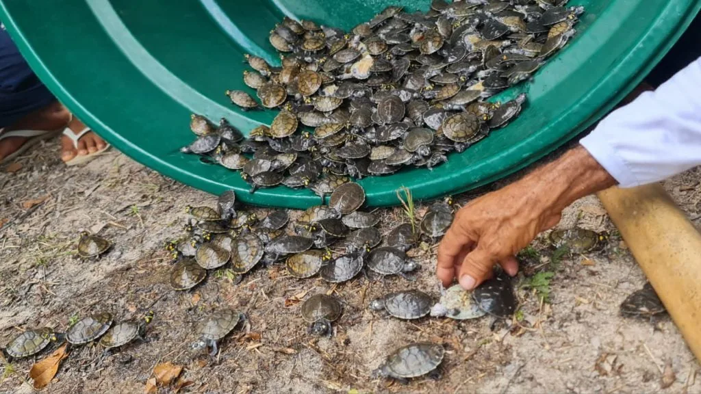 Soltura de quelônios no Amazonas (Foto: Divulgação)