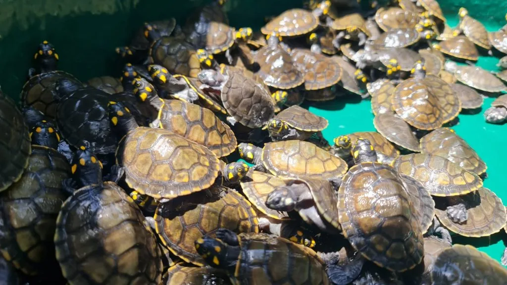 Soltura de quelônios no Amazonas (Foto: Divulgação)
