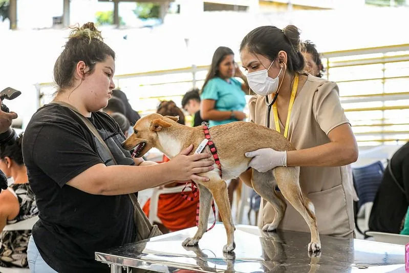 Castramóvel percorrer bairros de Manaus para castrar animais gratuitamente (Foto: Divulgação)