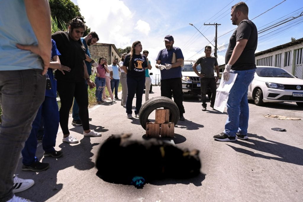 Deputada-Joana-Darc-solicita-ajuda-da-populacao-para-encontrar-autores-do-crime-contra-Rottweiler-morta-asfixiada (foto: Divulgação)