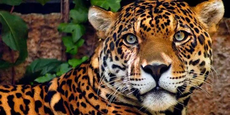 A onça-pintada é o maior felino das Américas e um predador de topo na cadeia alimentar amazônica.