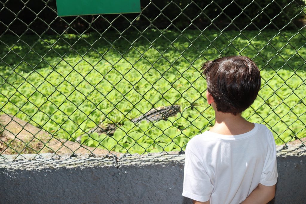 Criança observando o Viveiro dos jacarés. Foto Igor Souza_ PCE Inpa