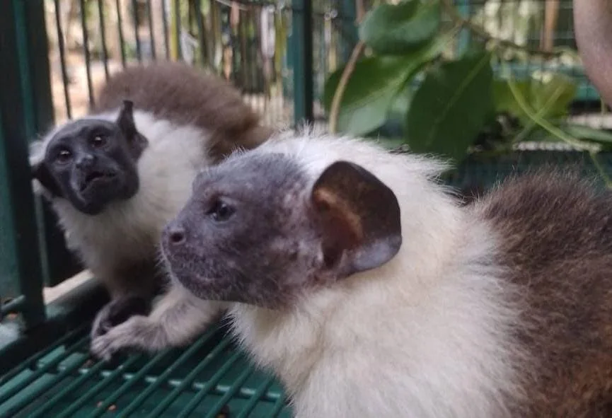 Sauins de coleira são primatas endêmicos da região de Manaus (Foto: Divulgação)
