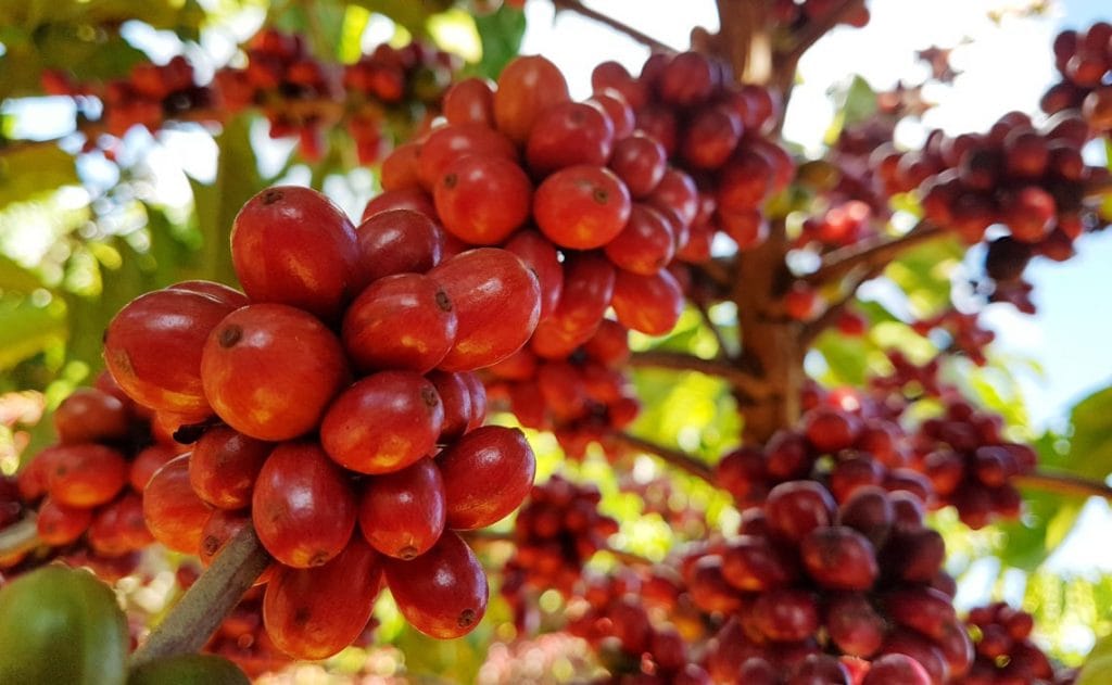 Cafezais da Floresta (Foto: Embrapa)