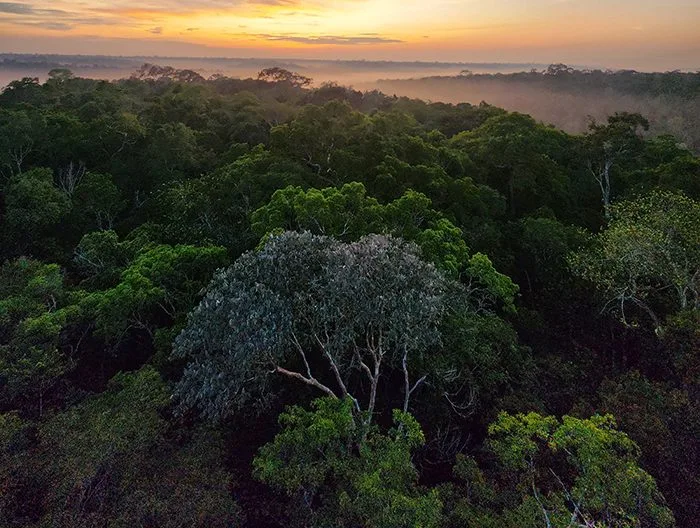 Floresta Amazônica se beneficia com poeira do Saara