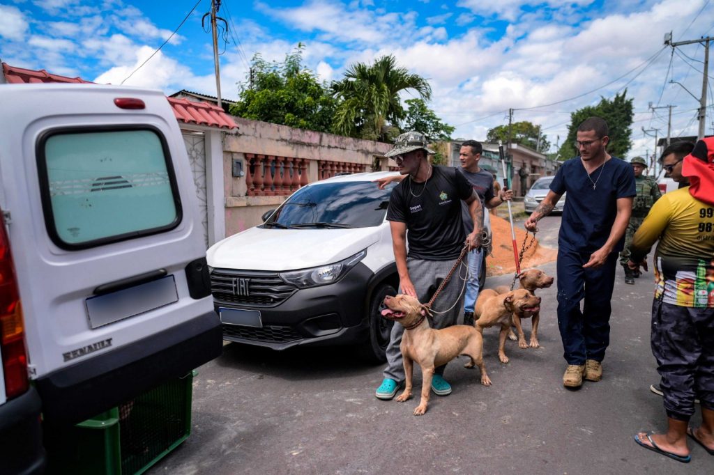 Cães da raça Pit Monster resgatados de canil clandestino em Manaus