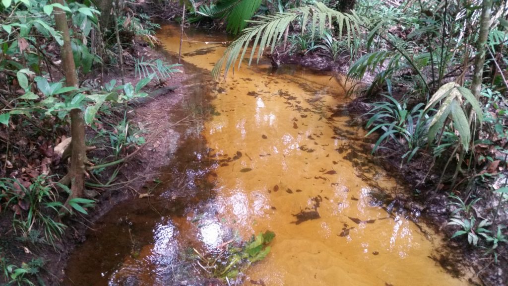 Nascentes da zona leste de Manaus com água de qualidade semelhante à de áreas de floresta preservada