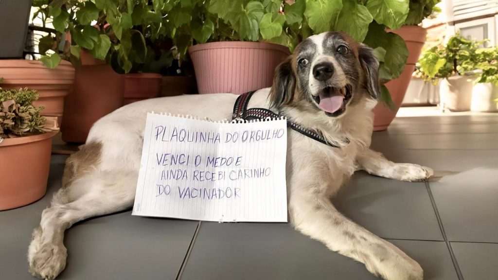 Vacinação de animais em Manaus