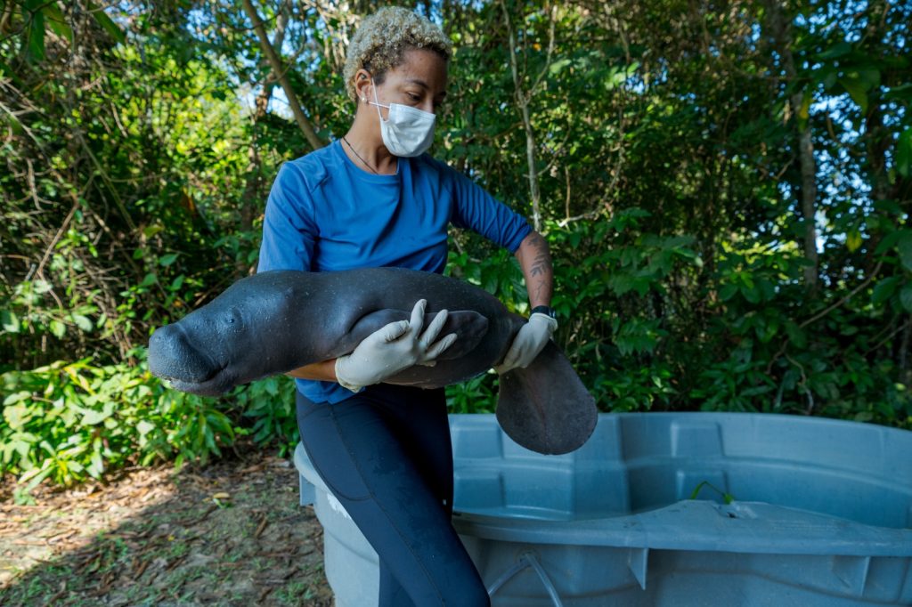 Filhote de peixe-boi órfão resgatado em Alvarães por equipe do Instituto Mamirauá e ICMBio.