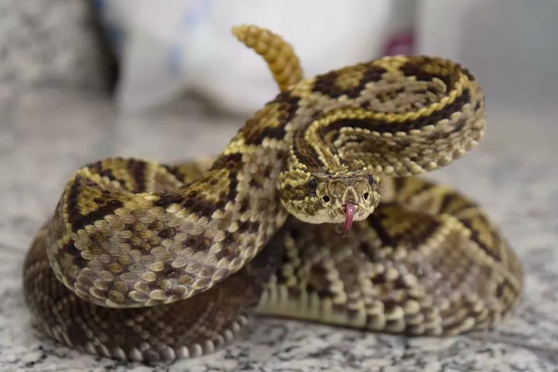 Região Amazônica lidera acidentes com cobras no País, diz MS Cobra Jararaca
