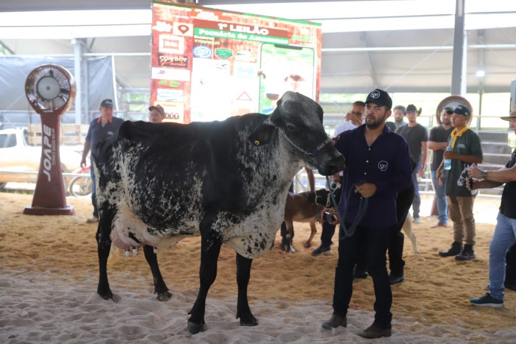 Leilão de gados da Expoagro 2025 em Manaus