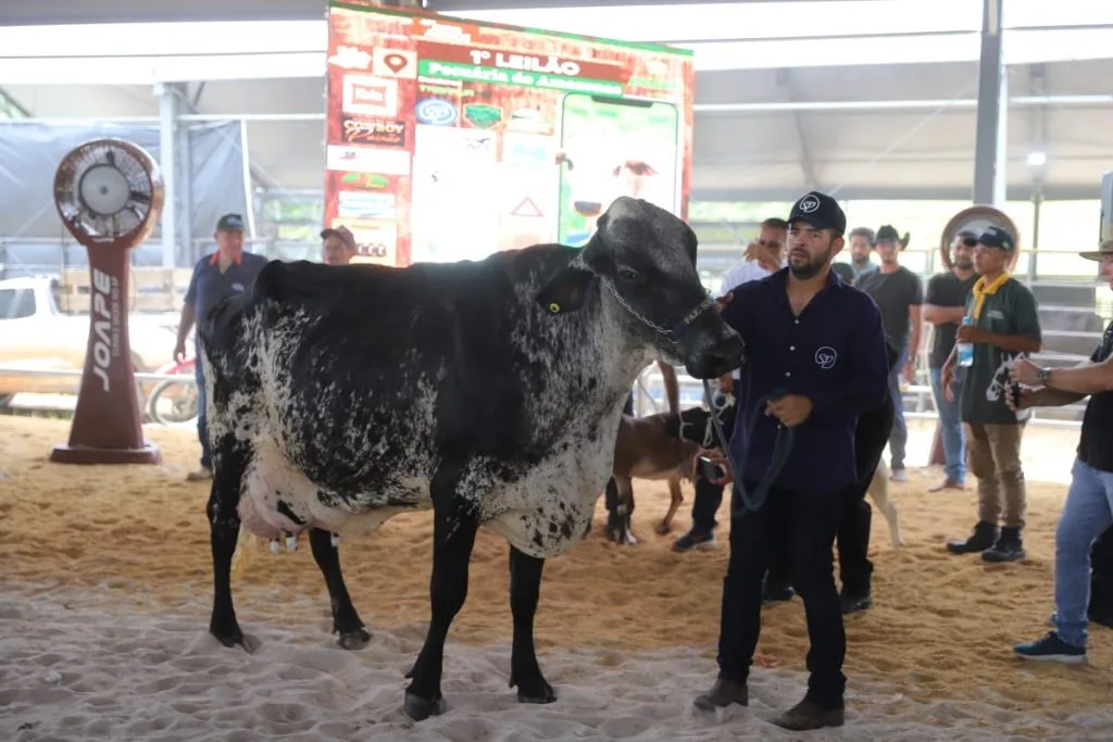 Leilão de gados da Expoagro 2025 em Manaus