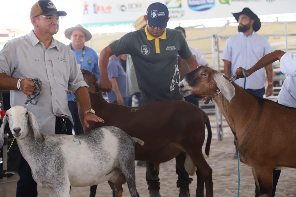 Leilão de gados da Expoagro 2025 em Manaus