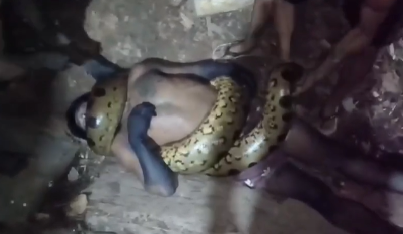 Indígena morre após ataque de sucuri gigante na Amazônia Peruana sucuri ataca e mata homem na selva peruana