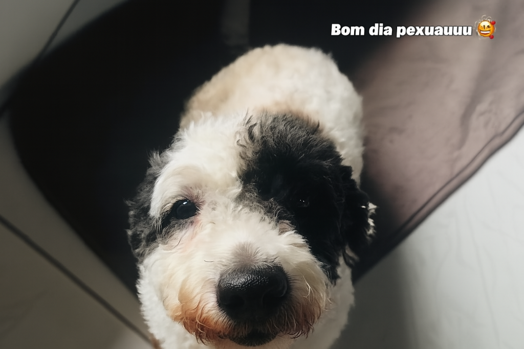 Cachorrinha Meg desaparecida no Bairro Mutirão