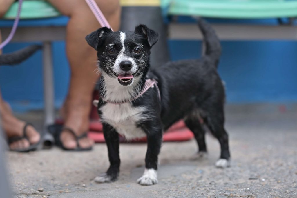 Acadêmicos de Medicina Veterinária participam do Saúde em Patas, evento de cuidados gratuitos para animais em Manaus.