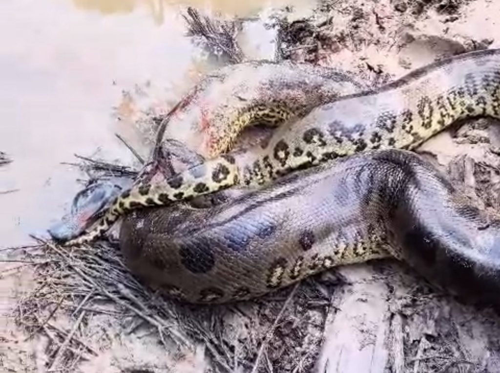 VÍDEO: Sucuri gigante ataca homem em comunidade no interior do AM Sucuri gigante às margens de um lago após atacar homem em Apuí, no Amazonas