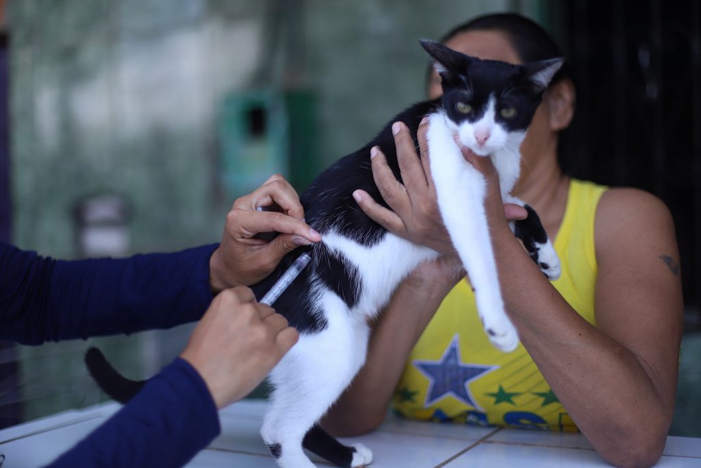 Vacinação antirrábica gratuita para cães e gatos em Manaus na campanha 2025