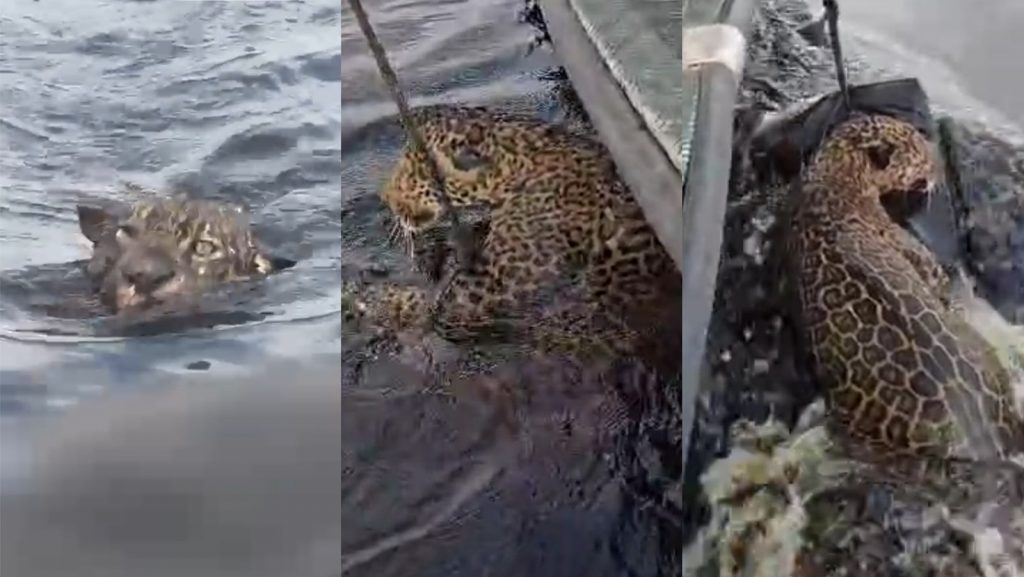 Onça resgatada no Rio Negro, em Manaus, recebendo cuidados após ser retirada da água