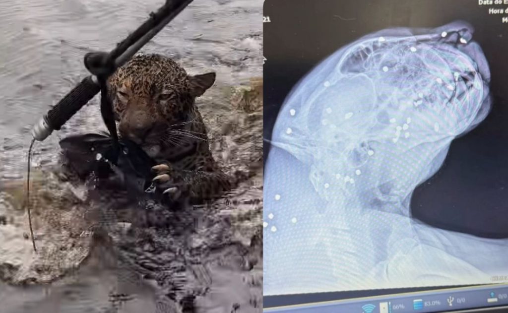 Onça resgatada no Rio Negro em Manaus, ferida por tiros de chumbinho e recebendo cuidados veterinários