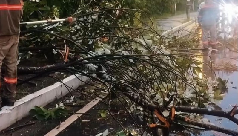 Queda de árvore durante temporal em Manaus (Foto: Divulgação)