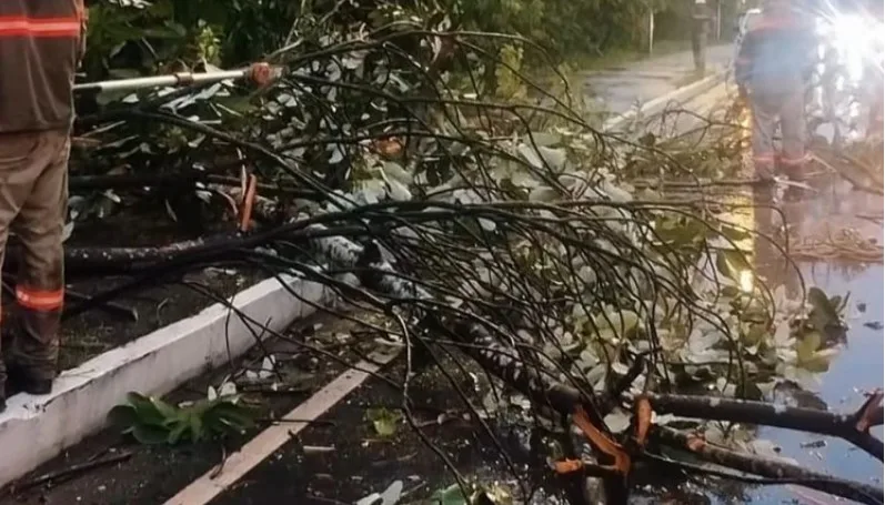 Queda de árvore durante temporal em Manaus  (Foto: Divulgação)