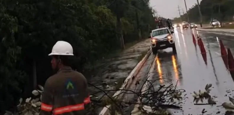 Queda de árvore durante temporal em Manaus  (Foto: Divulgação)