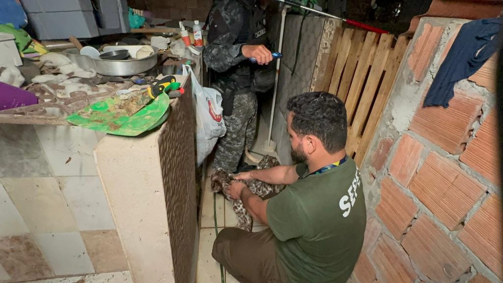 Mais de 20 animais são resgatados de canil clandestino em Manaus Animais em situação de maus-tratos apreendidos em canil de Manaus