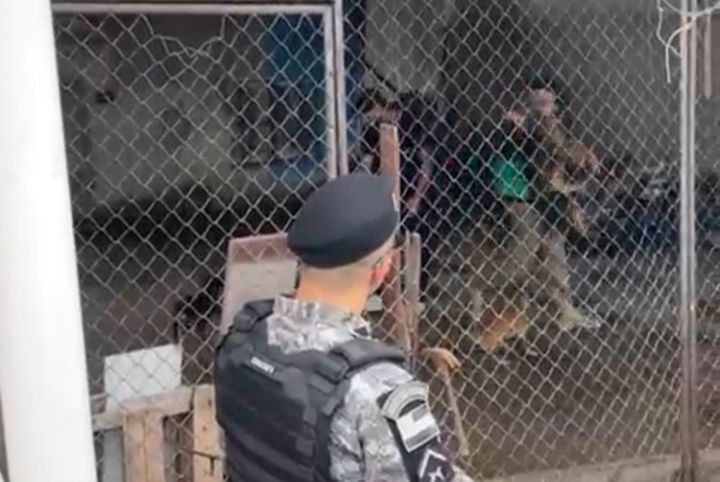 Cães famintos resgatados de canil abandonado no bairro Flores em Manaus