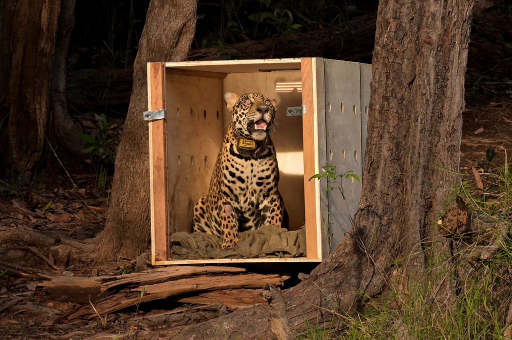 Onça-pintada resgatada baleada no Rio Negro é devolvida à natureza no AM Onça-pintada sendo reintroduzida na floresta após resgate no Rio Negro