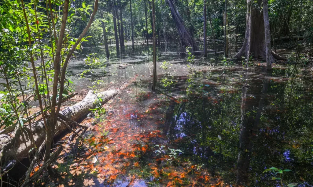 Pegadas de dinossauro revelam que a Amazônia já foi lar de gigantes há 103 milhões de anos Pegadas de dinossauros em Roraima