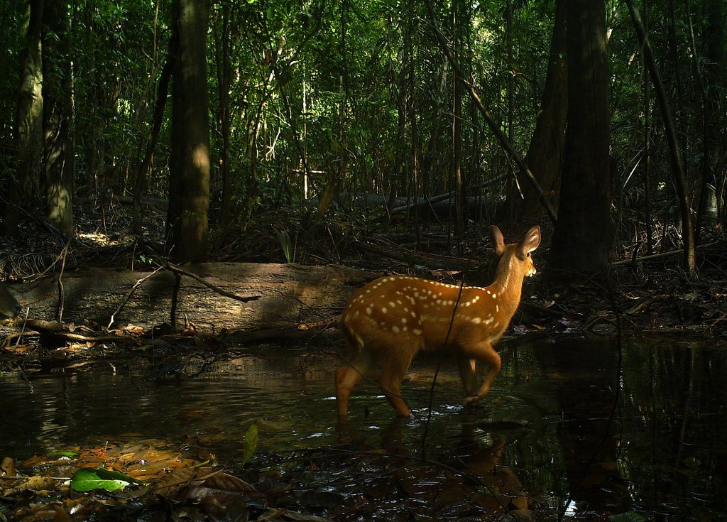 Caca-de-animais-silvestres-na-Amazonia_Foto-Andre-Antunes_RedeFauna_Artigo-Nature-com-participacao-de-pesquisadores-do-INPA