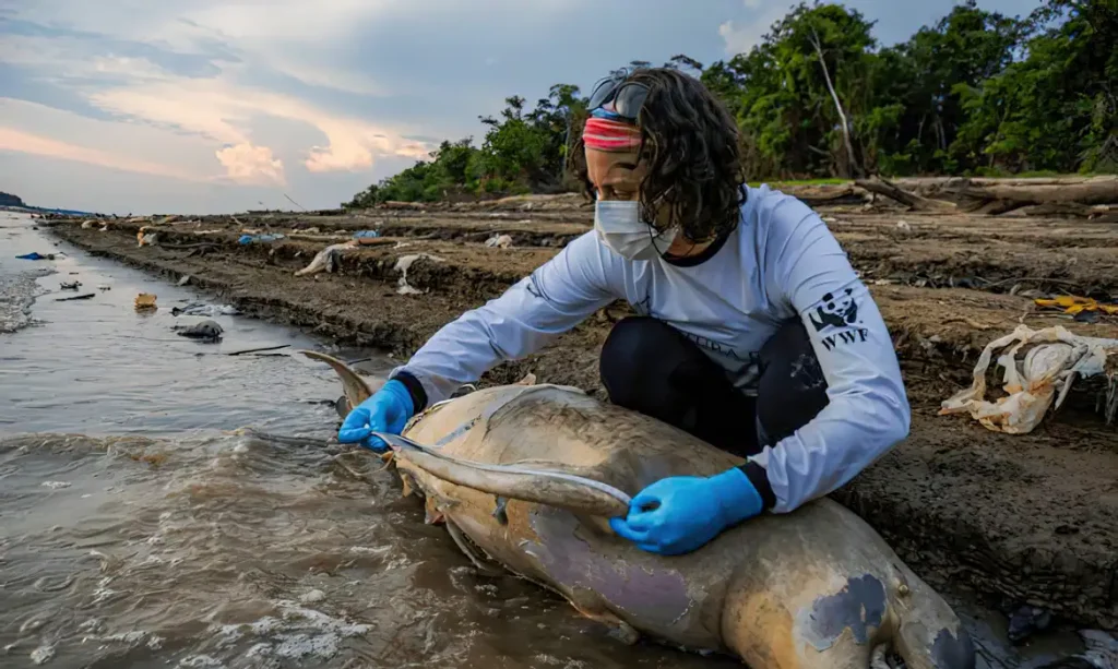 Superaquecimento matou mais de 200 botos no Lago Tefé, aponta estudo Superaquecimento causou mortandade de botos no Lago Tefé