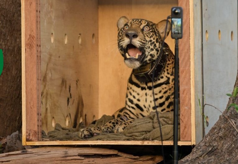 Soltura de onça pintada resgatada no Amazonas (Foto: Sepet)