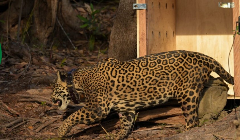 Soltura de onça pintada resgatada no Amazonas