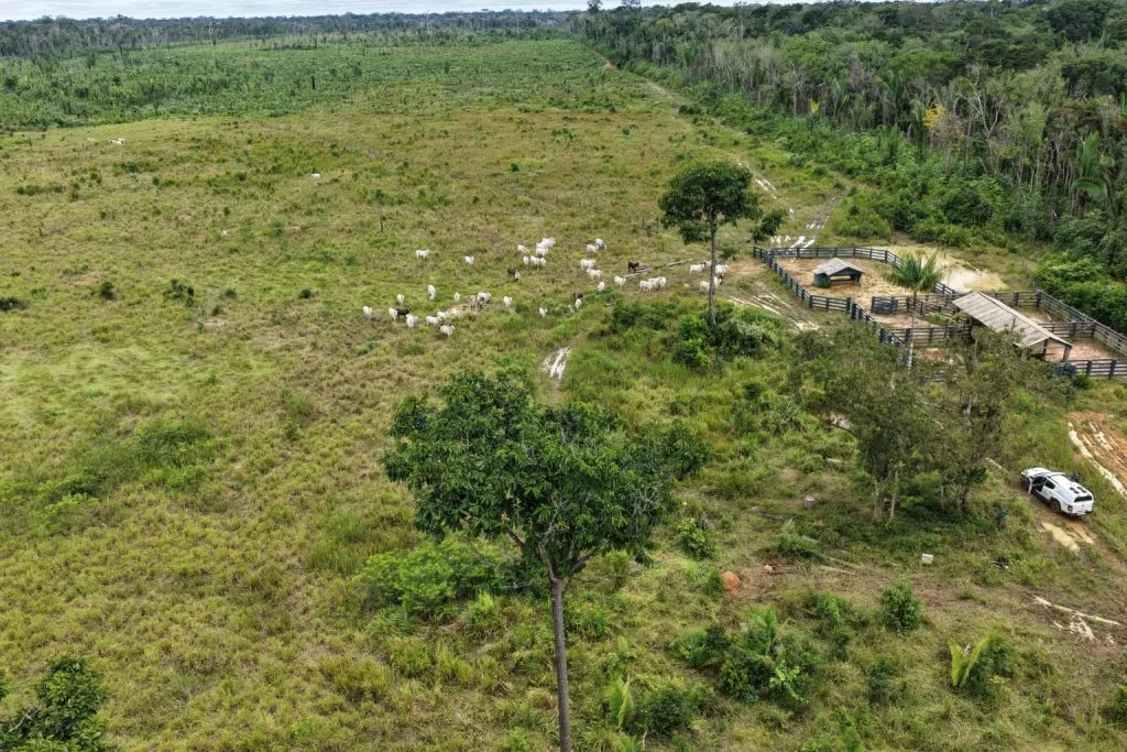 Atividade agropecuária irregular na Floresta Amazônica, cidade de Humaitá, Amazonas