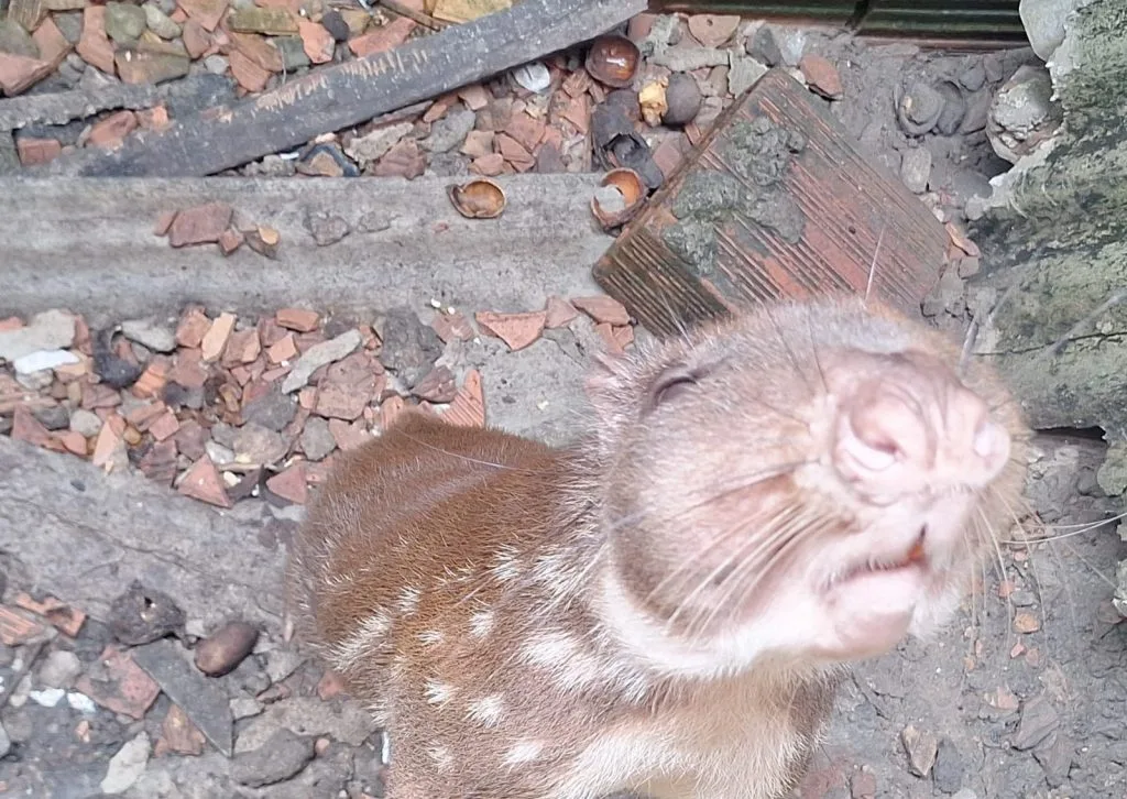 Operação do Ipaam resgata animais silvestres mantidos ilegalmente em Manaus