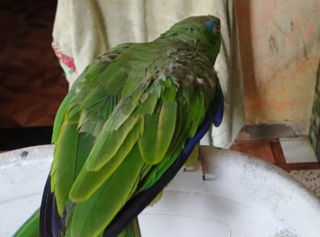 Operação do Ipaam resgata animais silvestres mantidos ilegalmente em Manaus