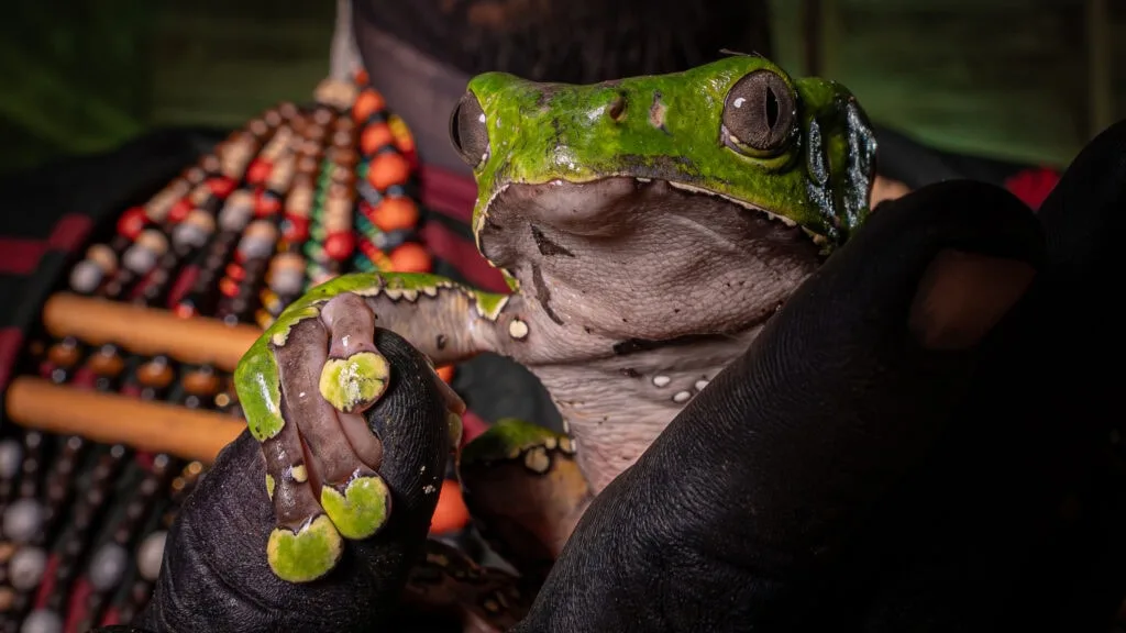 sapo-de-cor-verde-brilhante_do-kambo_acre_foto_Cleiton-Lopes_secom