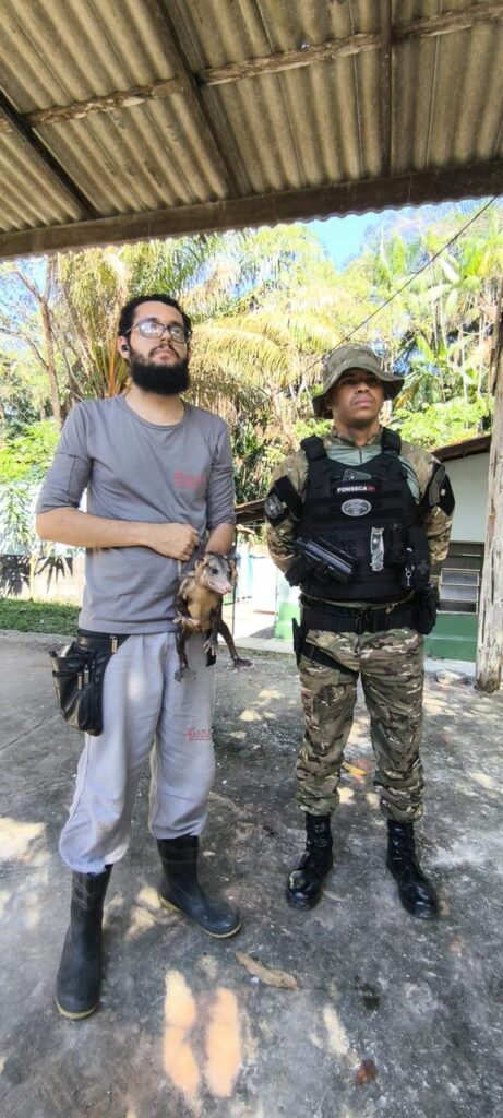Gambá resgatado em Manaus