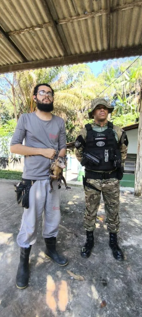 Gambá resgatado em Manaus 